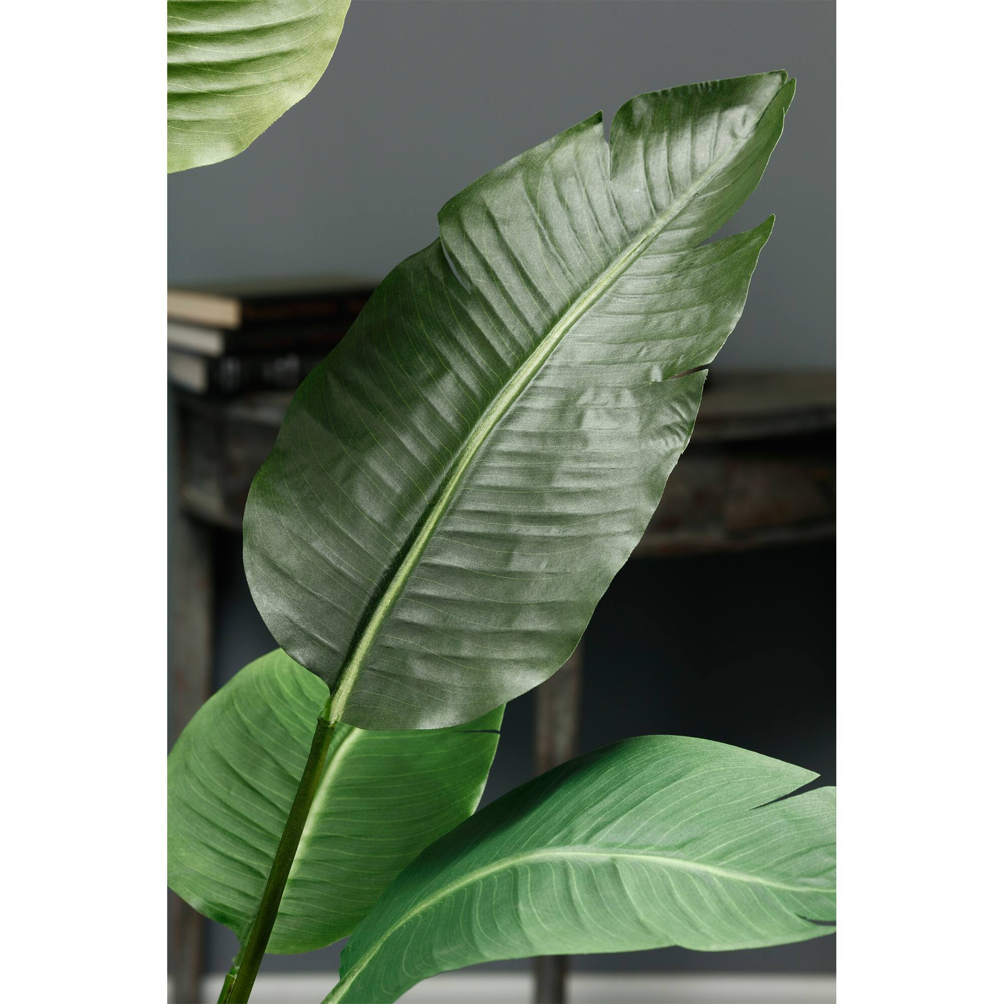 5 Ft. Bird of Paradise Plant